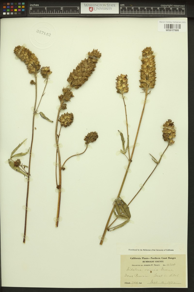 Sidalcea oregana subsp. eximia photo 6