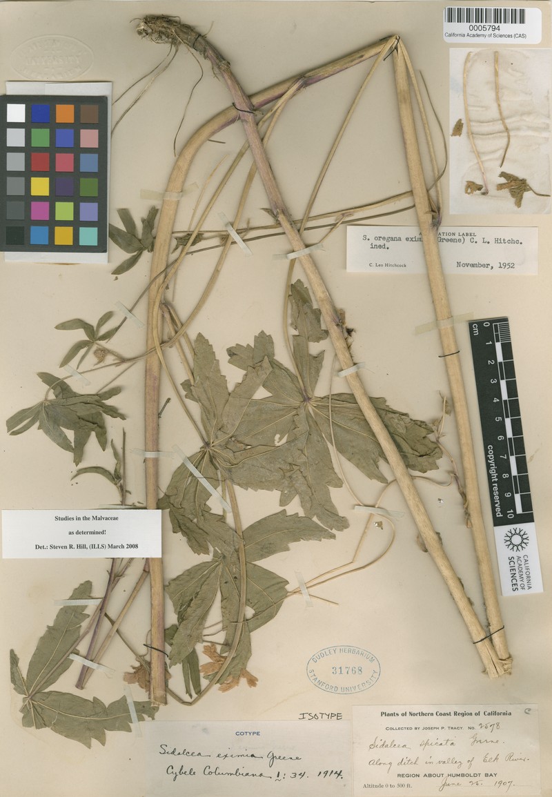 Sidalcea oregana subsp. eximia photo 7