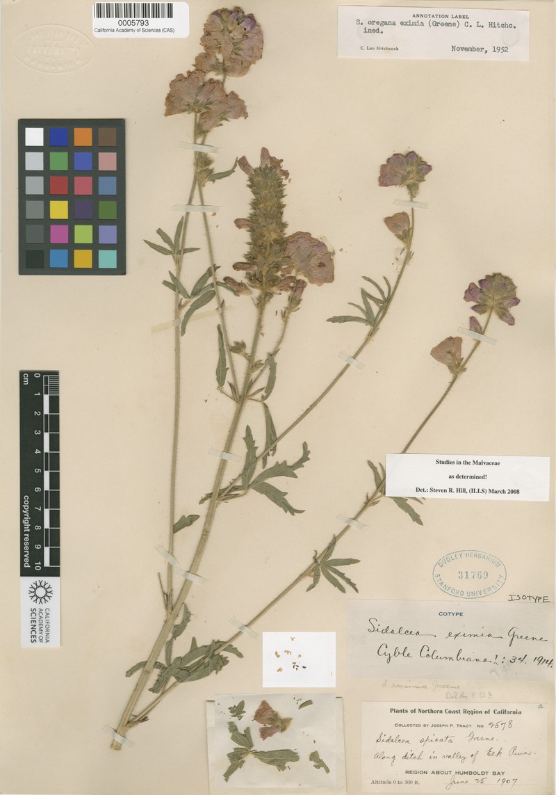 Sidalcea oregana subsp. eximia photo 8