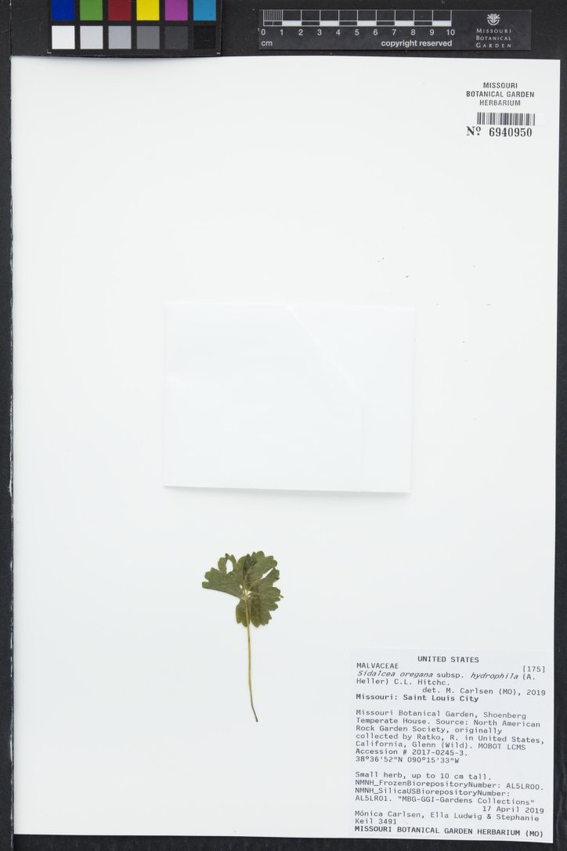 Sidalcea oregana subsp. hydrophila