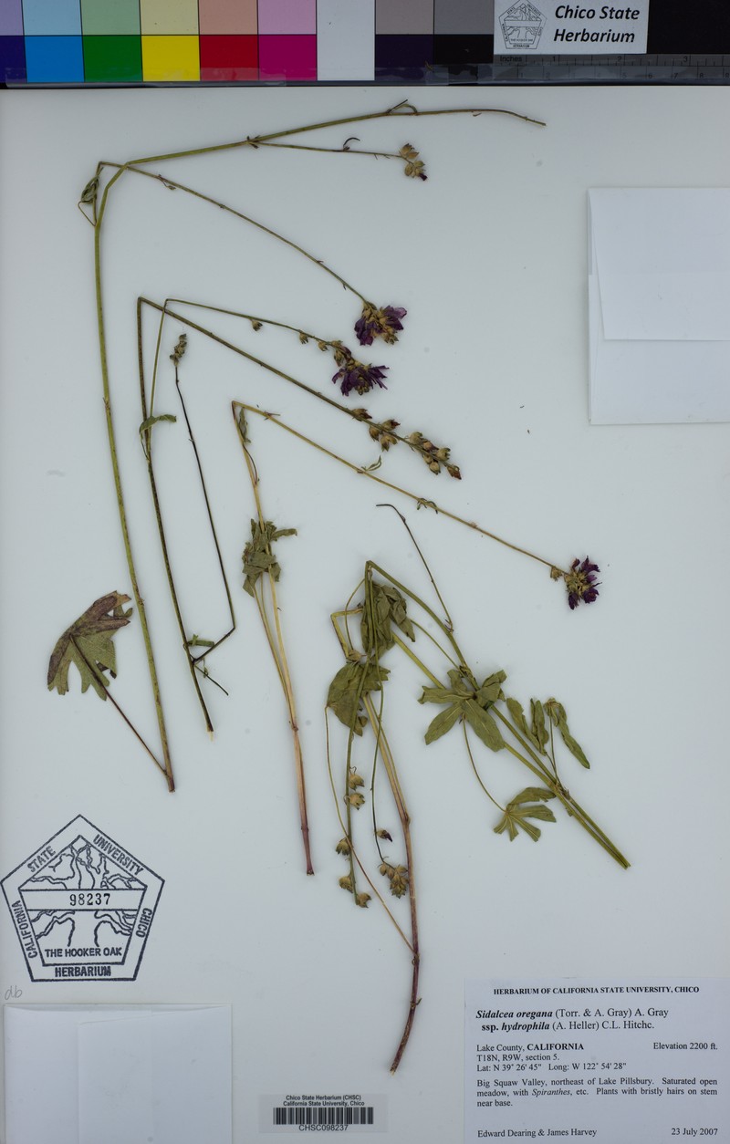 Sidalcea oregana subsp. hydrophila photo 2