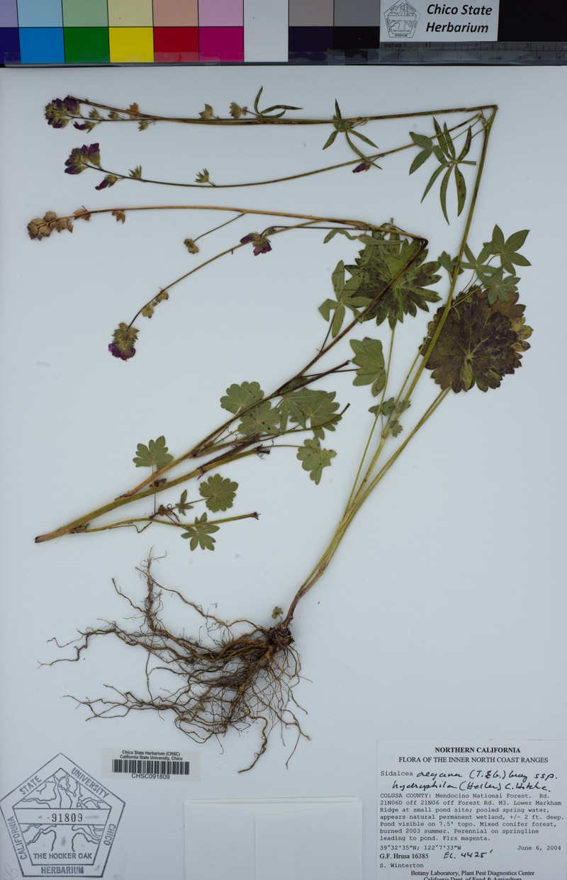 Sidalcea oregana subsp. hydrophila photo 3
