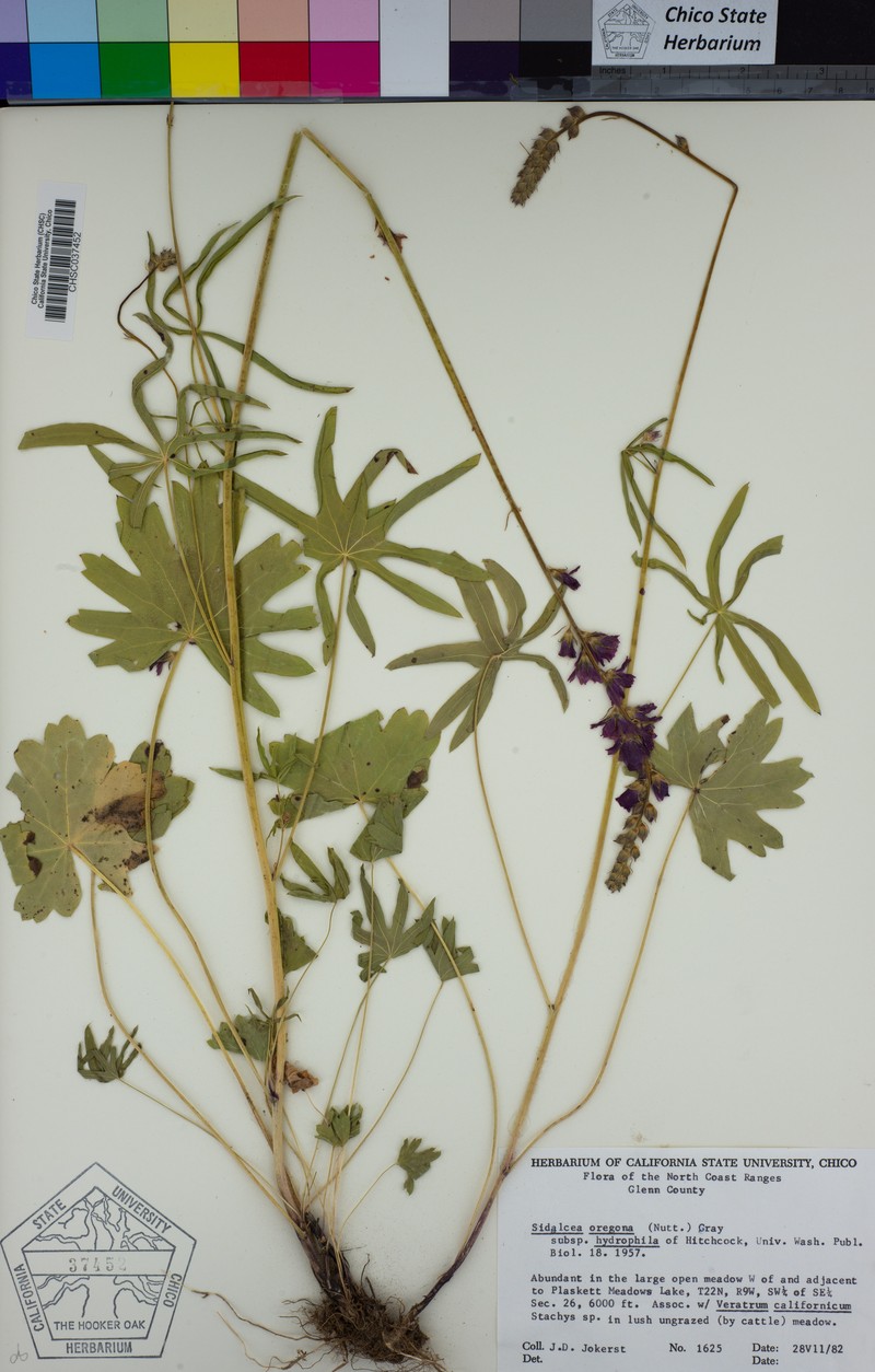 Sidalcea oregana subsp. hydrophila photo 4