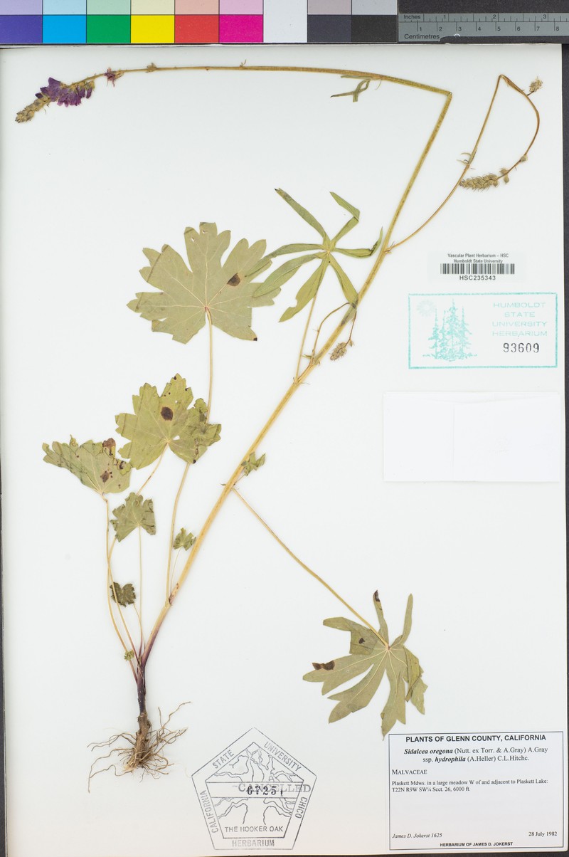 Sidalcea oregana subsp. hydrophila photo 5