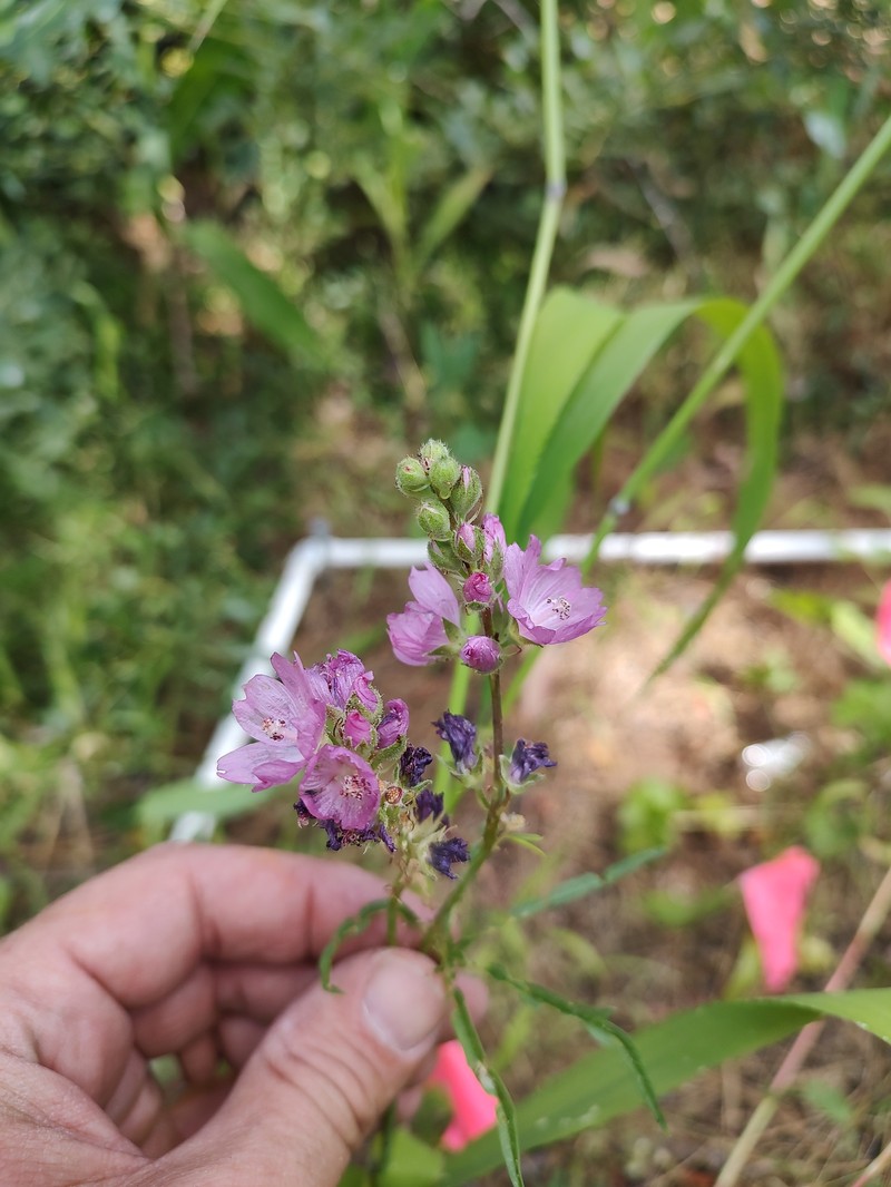 Sidalcea oregana subsp. oregana