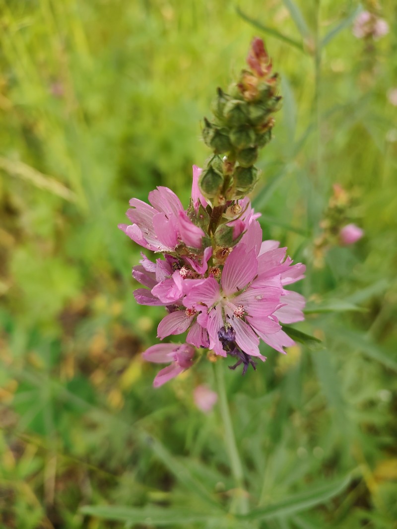 Sidalcea oregana subsp. oregana photo 2
