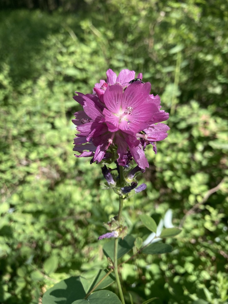 Sidalcea oregana subsp. oregana photo 3