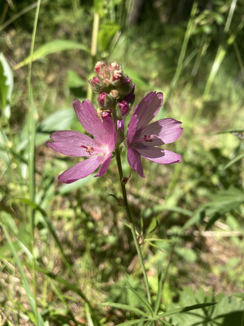 Sidalcea oregana subsp. oregana photo 4