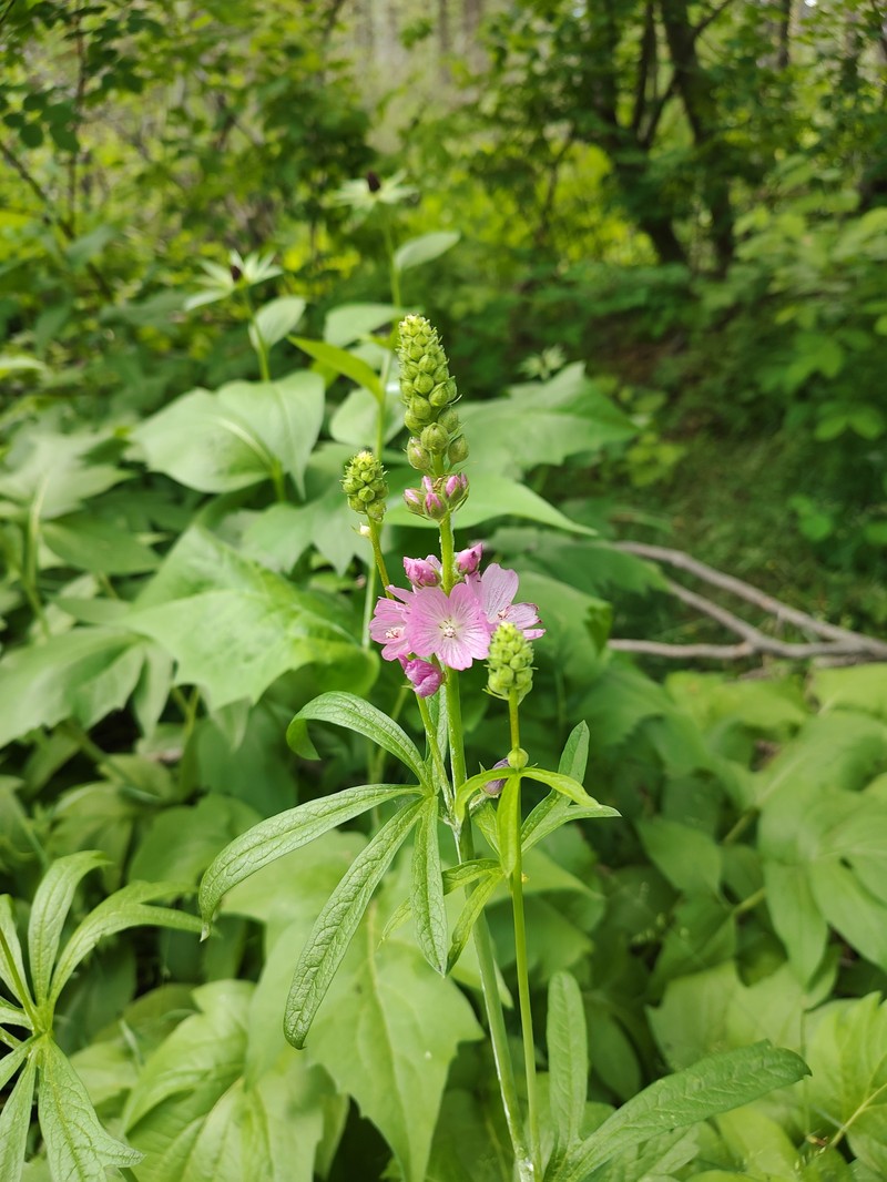 Sidalcea oregana subsp. oregana photo 5