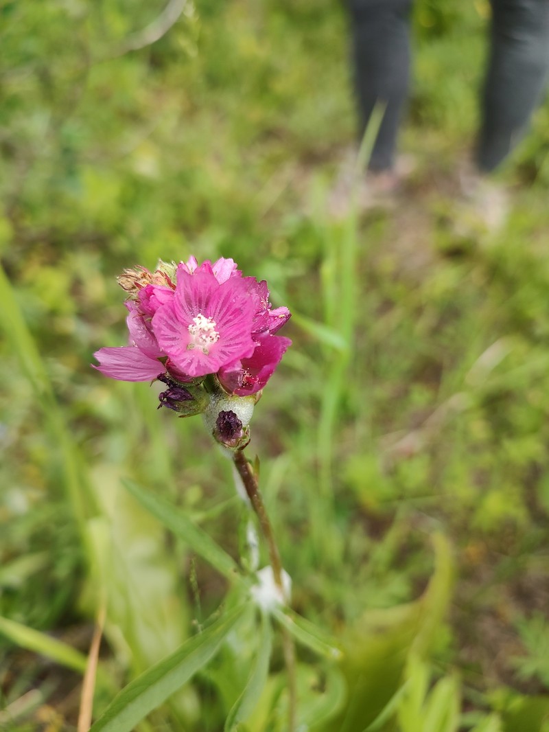 Sidalcea oregana subsp. oregana photo 6