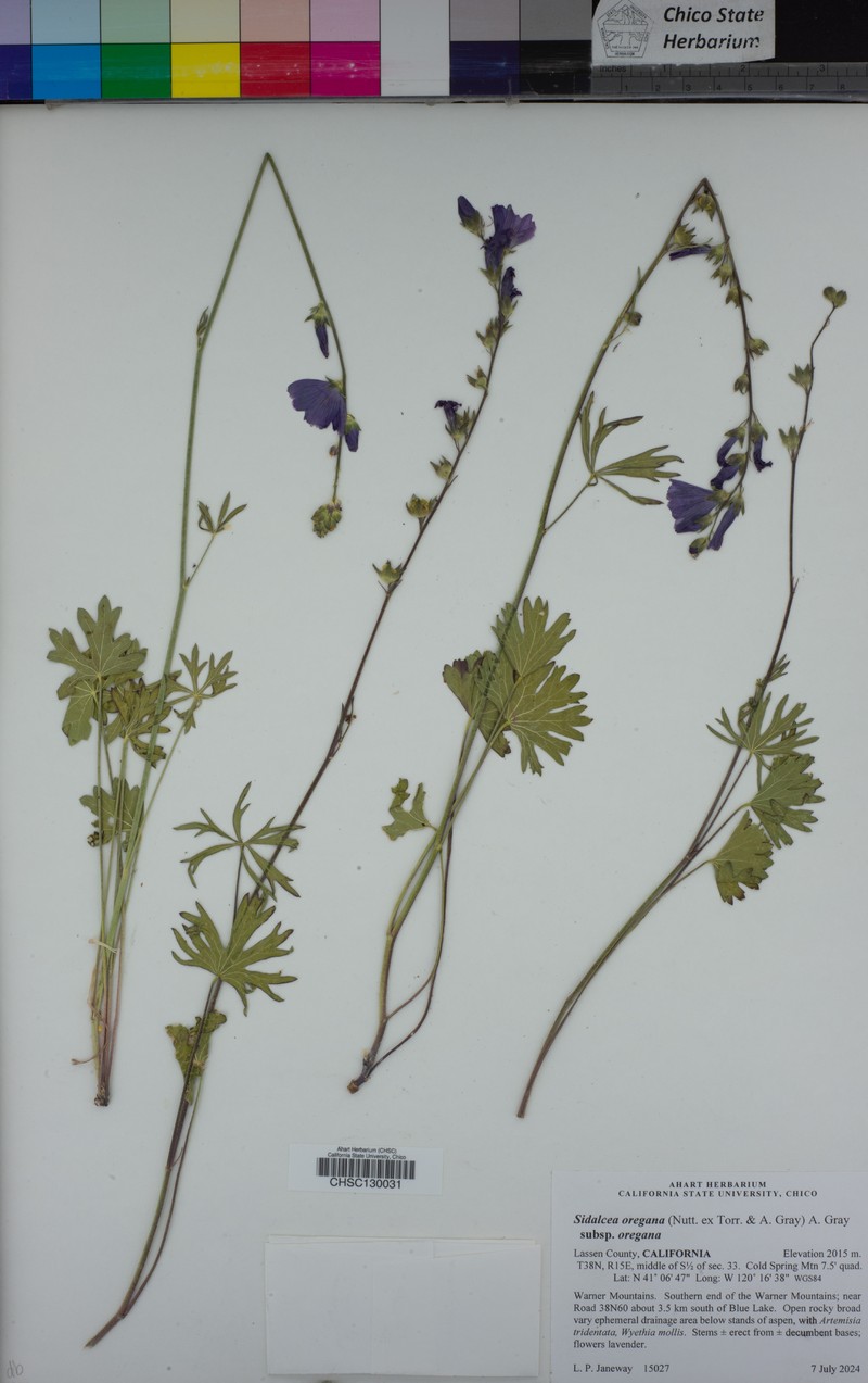 Sidalcea oregana subsp. oregana photo 7