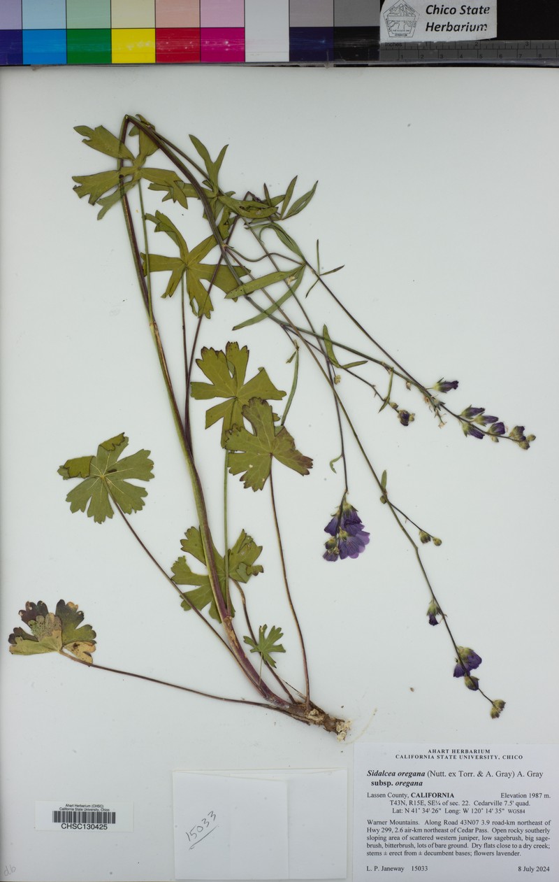 Sidalcea oregana subsp. oregana photo 8