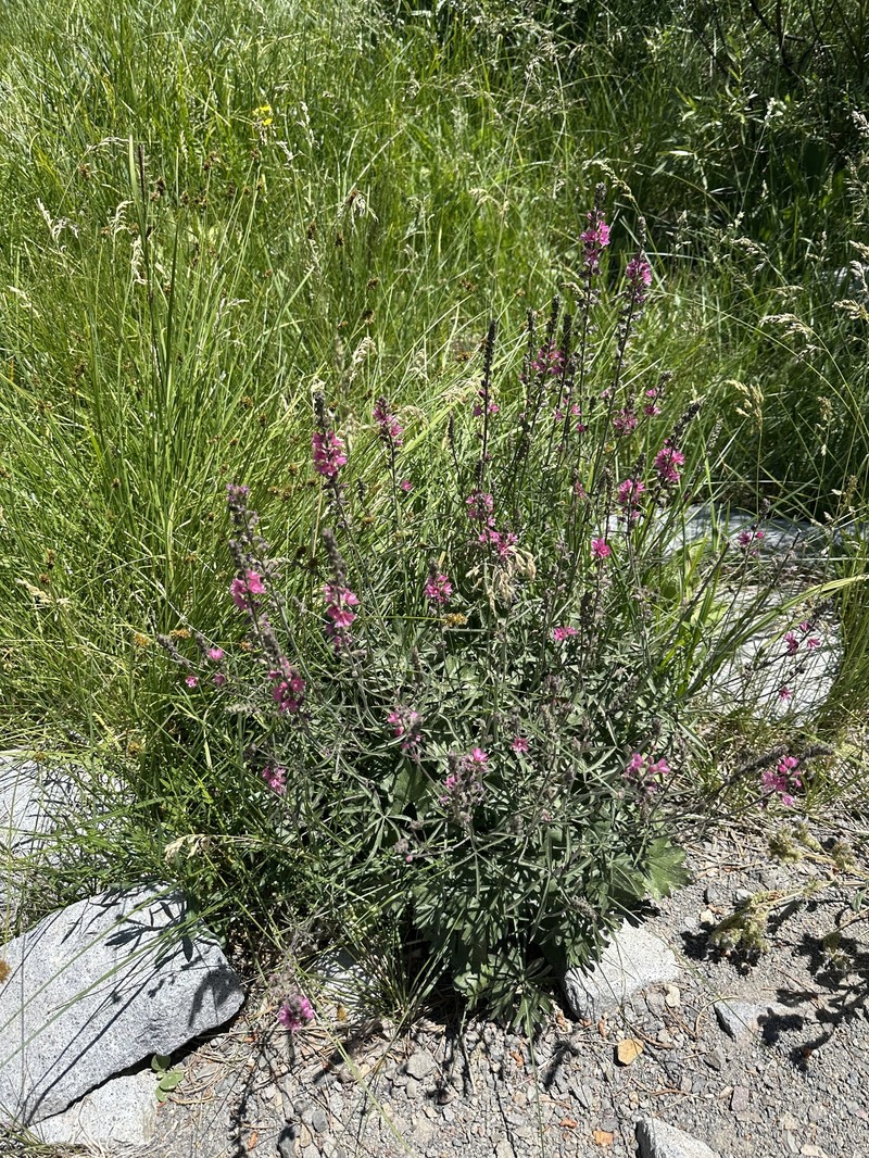 Sidalcea oregana subsp. spicata
