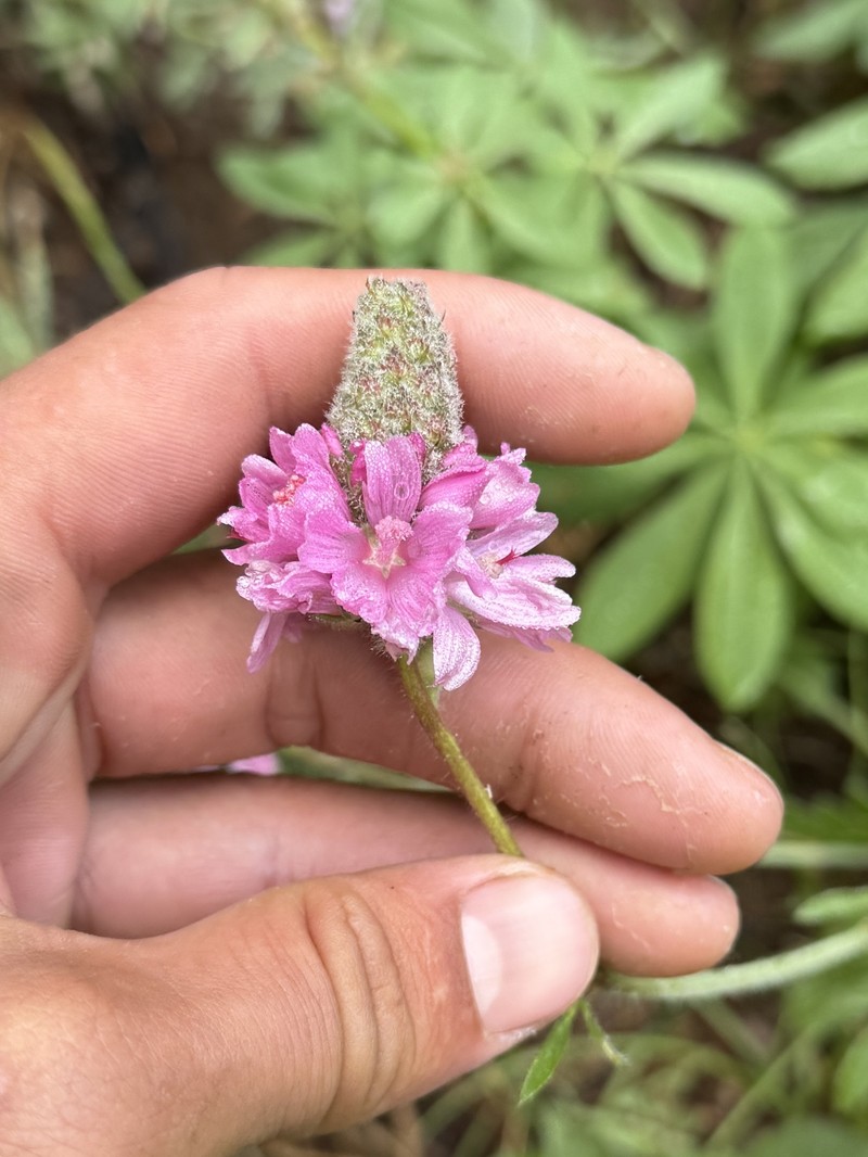 Sidalcea oregana subsp. spicata photo 2