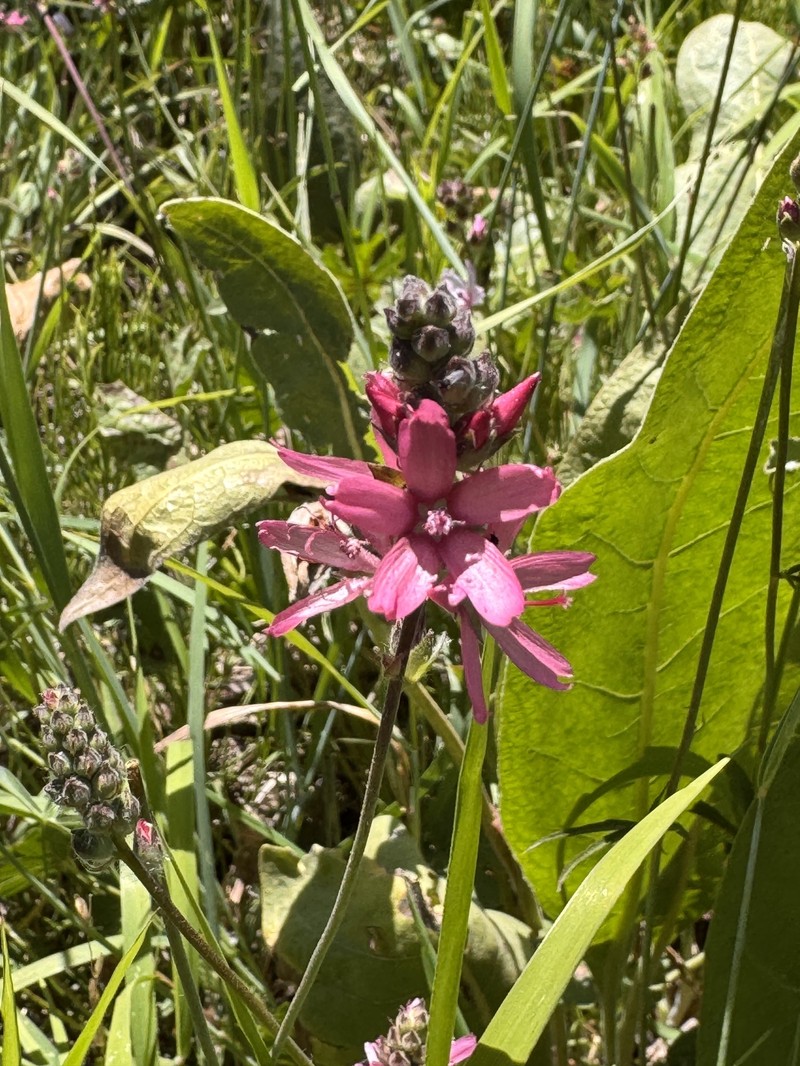 Sidalcea oregana subsp. spicata photo 3