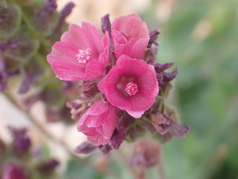 Sidalcea oregana subsp. spicata photo 4