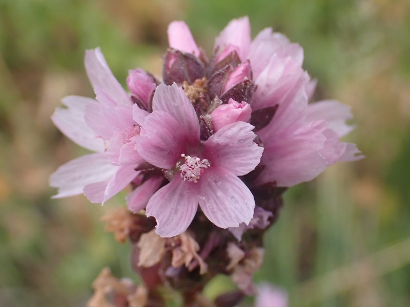 Sidalcea oregana subsp. spicata photo 5