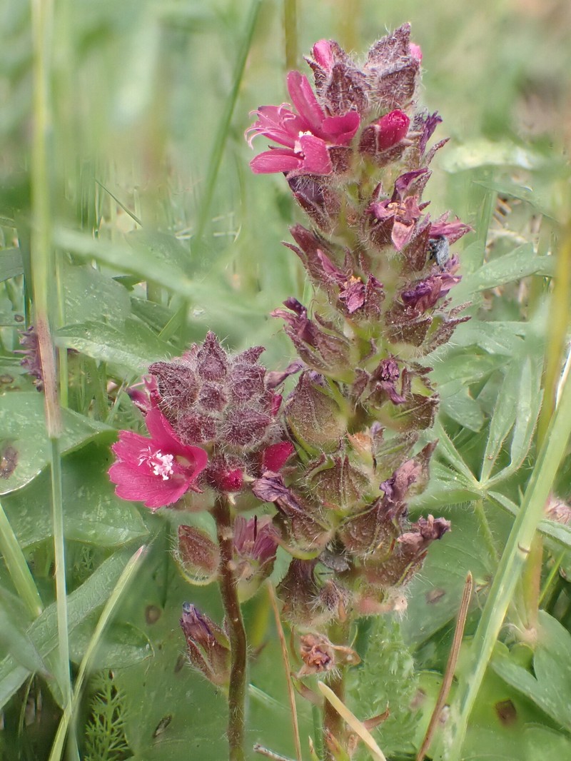 Sidalcea oregana subsp. spicata photo 6
