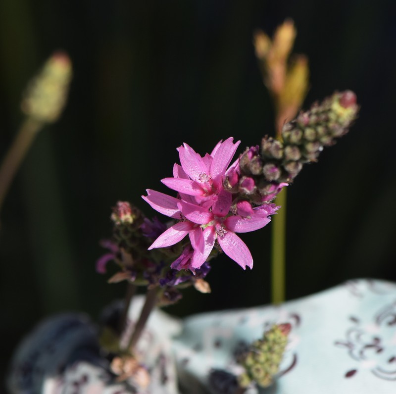 Sidalcea oregana subsp. spicata photo 7