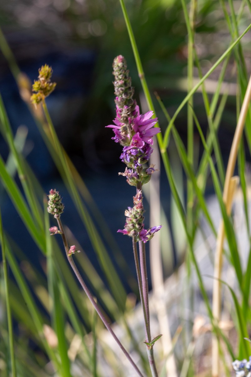 Sidalcea oregana subsp. spicata photo 8