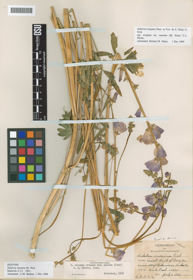 Sidalcea oregana subsp. valida photo 2