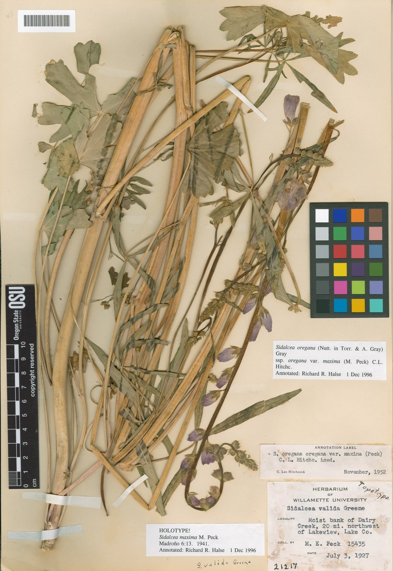 Sidalcea oregana subsp. valida photo 3