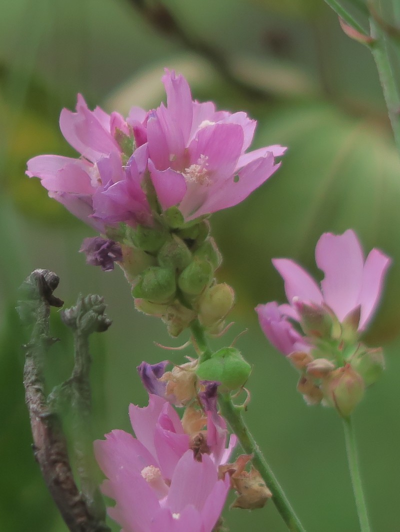 Sidalcea oregana subsp. valida