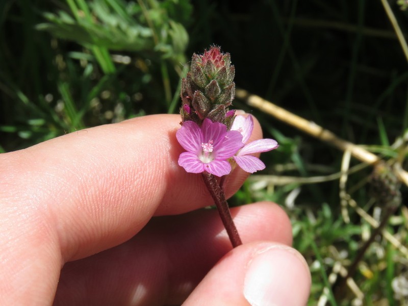 Birdfoot Checkerbloom photo 2