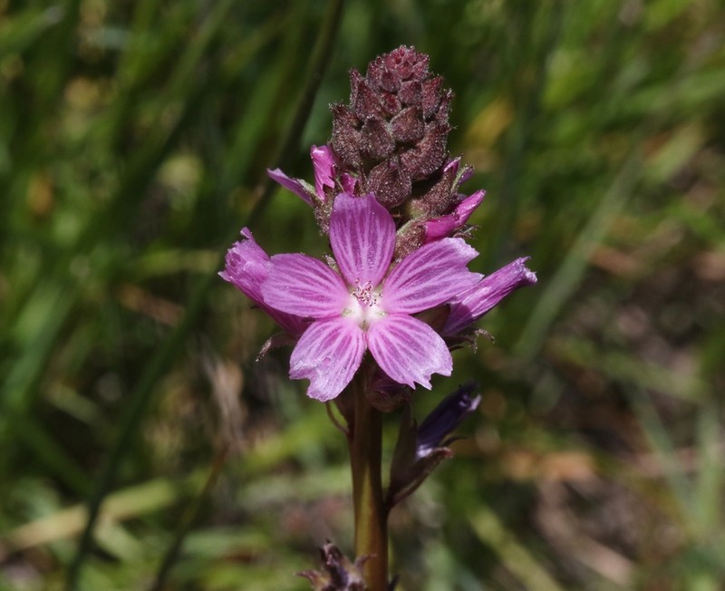 Birdfoot Checkerbloom photo 3