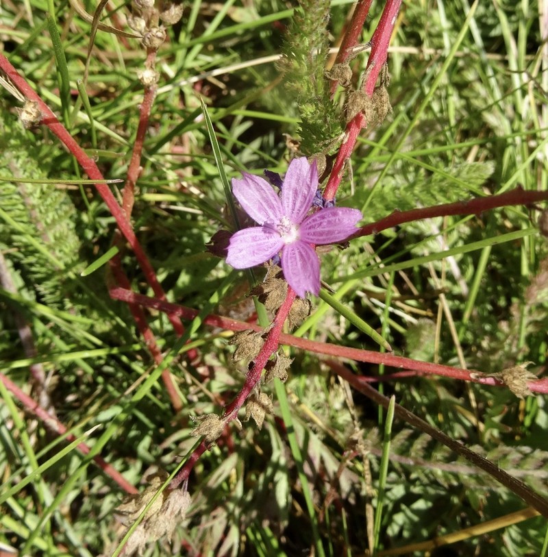 Birdfoot Checkerbloom photo 4