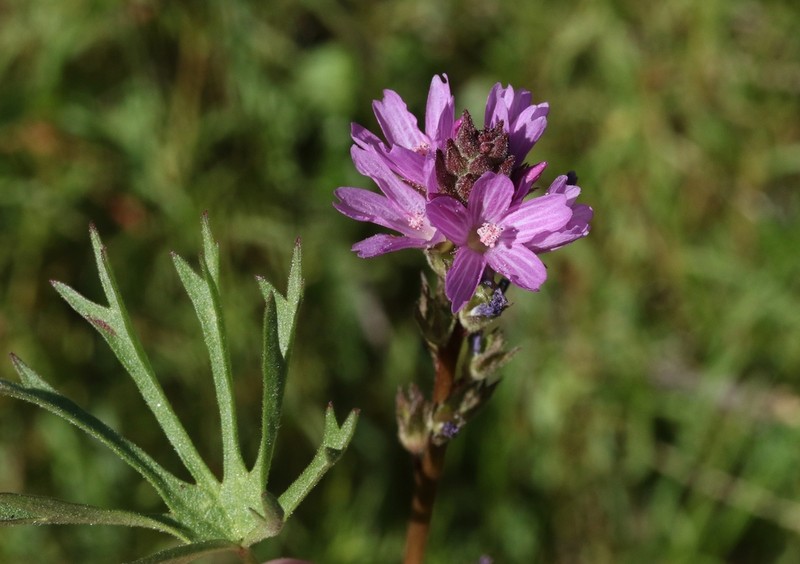 Birdfoot Checkerbloom photo 5