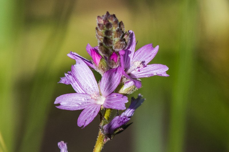 Birdfoot Checkerbloom photo 7