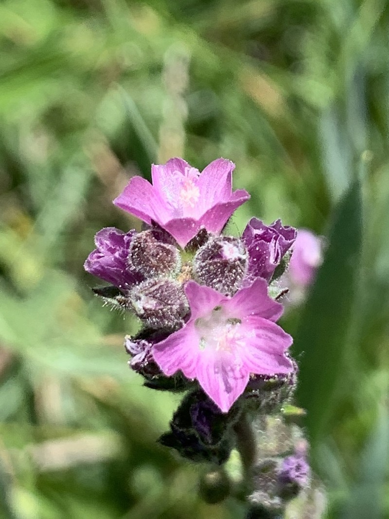Marsh Checkerbloom photo 2