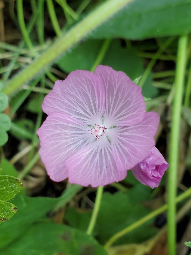 Sierra Checkerbloom photo 2