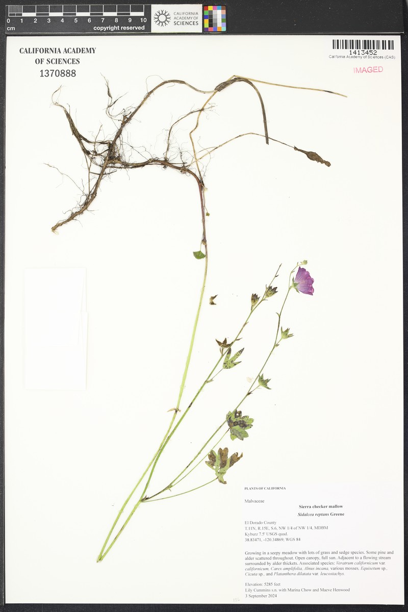 Sierra Checkerbloom photo 4