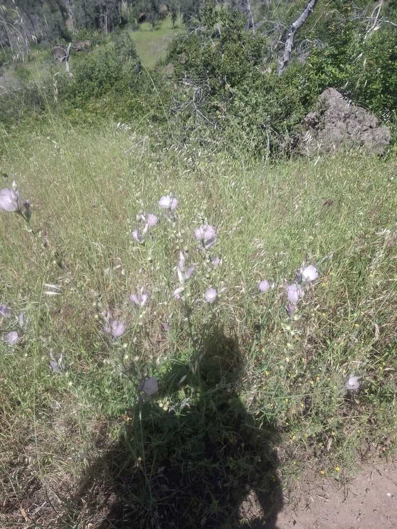 Butte County Checkerbloom photo 3