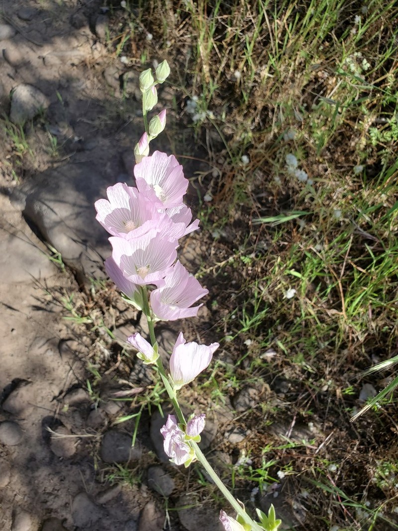 Butte County Checkerbloom photo 5