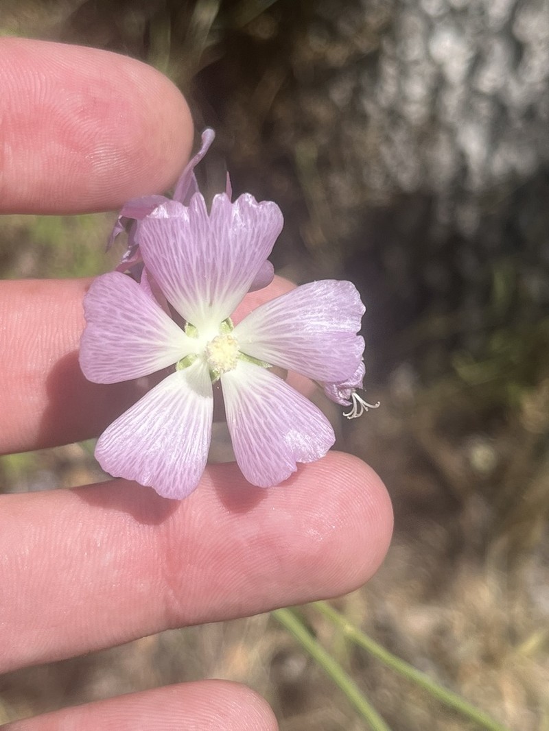 Butte County Checkerbloom photo 6