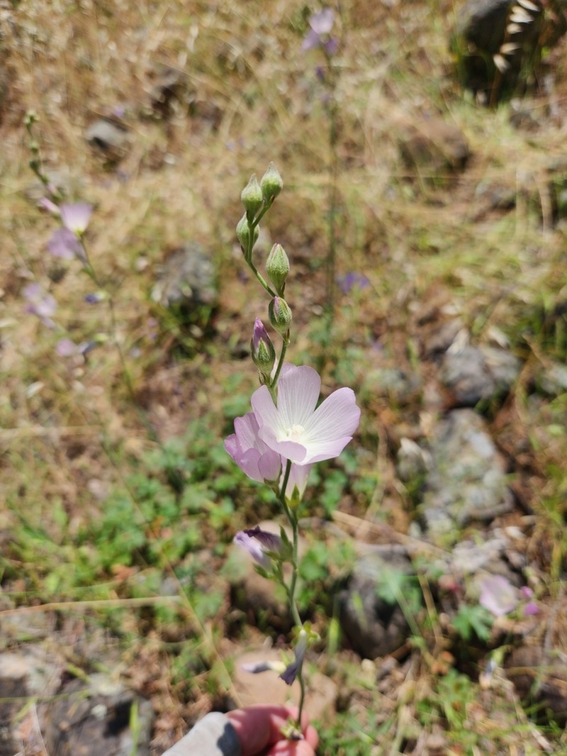 Butte County Checkerbloom photo 7