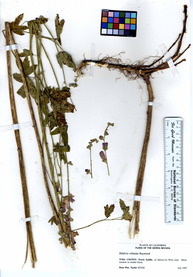 Butte County Checkerbloom