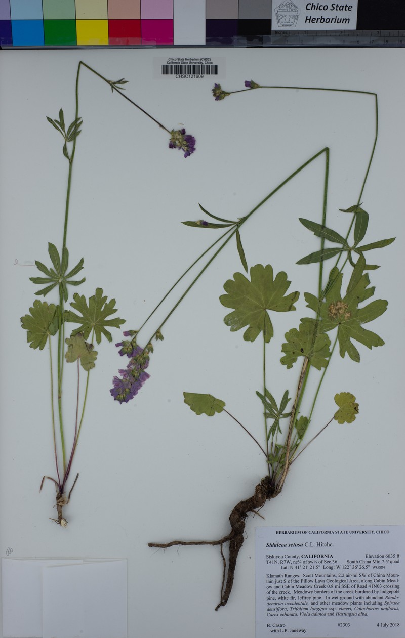 Sidalcea setosa