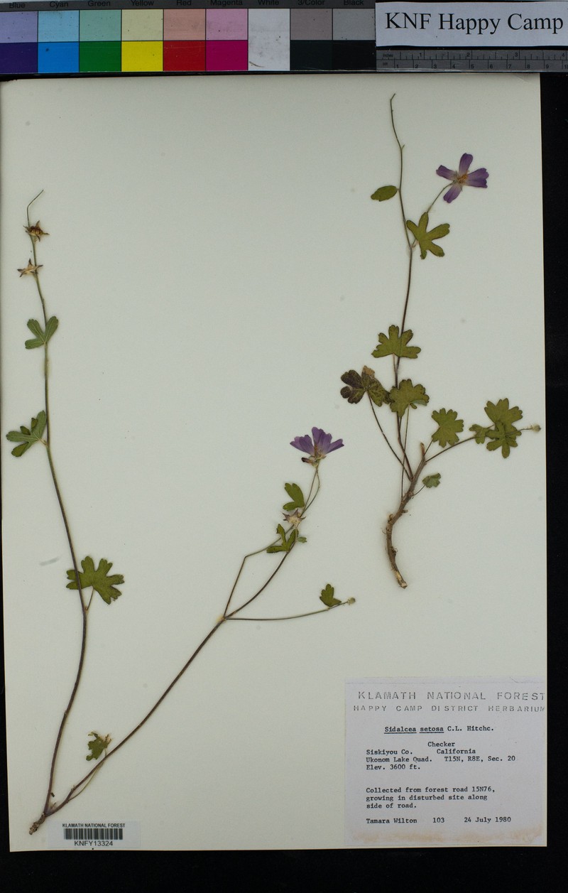 Sidalcea setosa photo 3