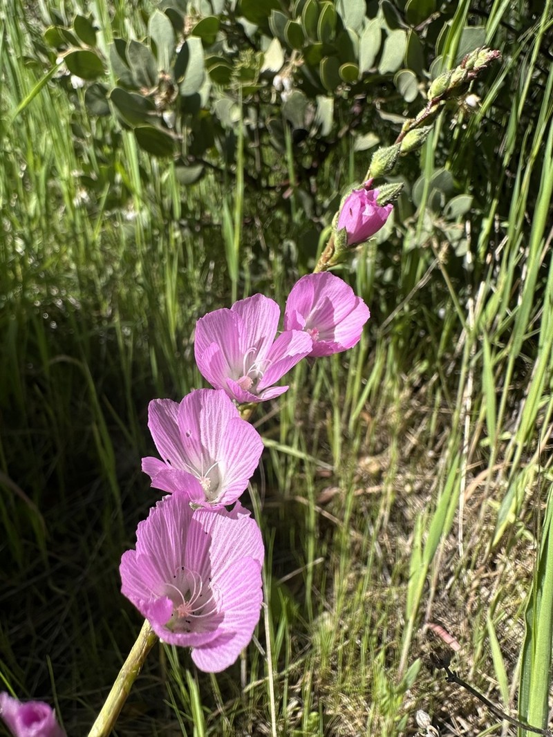 Dwarf Checkerbloom