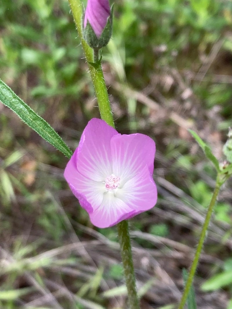 Dwarf Checkerbloom photo 2