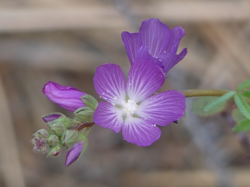Dwarf Checkerbloom photo 3