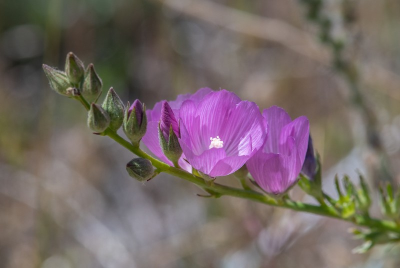 Dwarf Checkerbloom photo 4