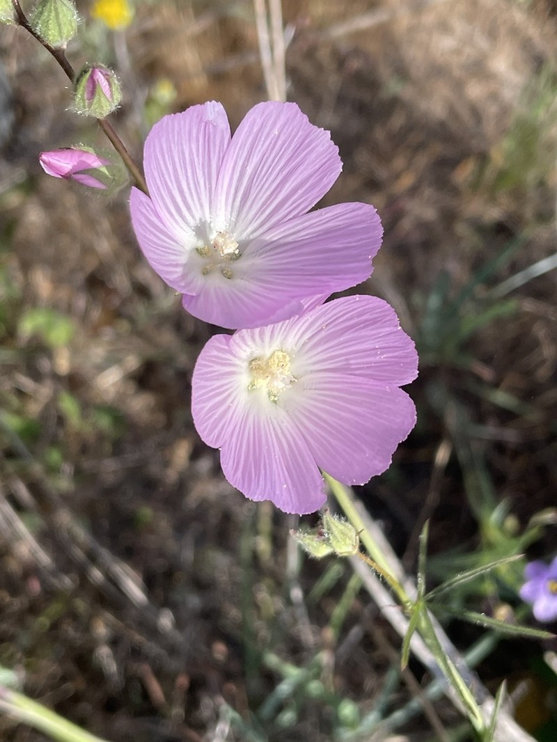 Dwarf Checkerbloom photo 5
