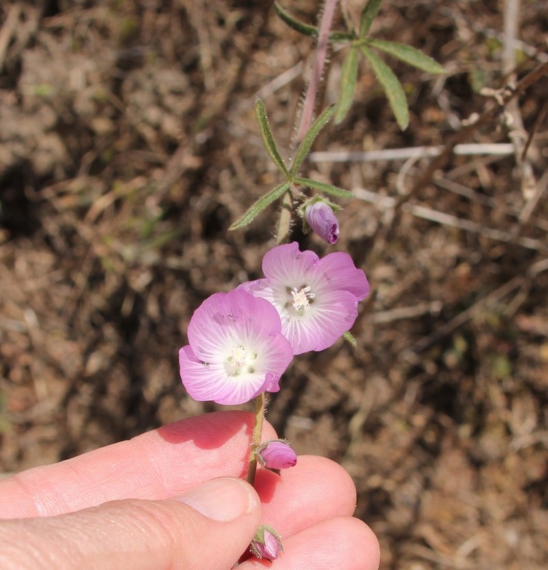 Dwarf Checkerbloom photo 6