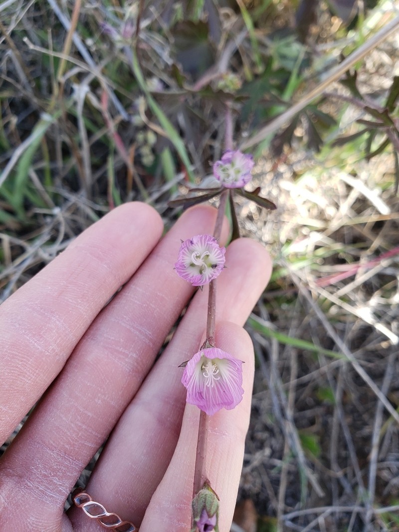 Dwarf Checkerbloom photo 7