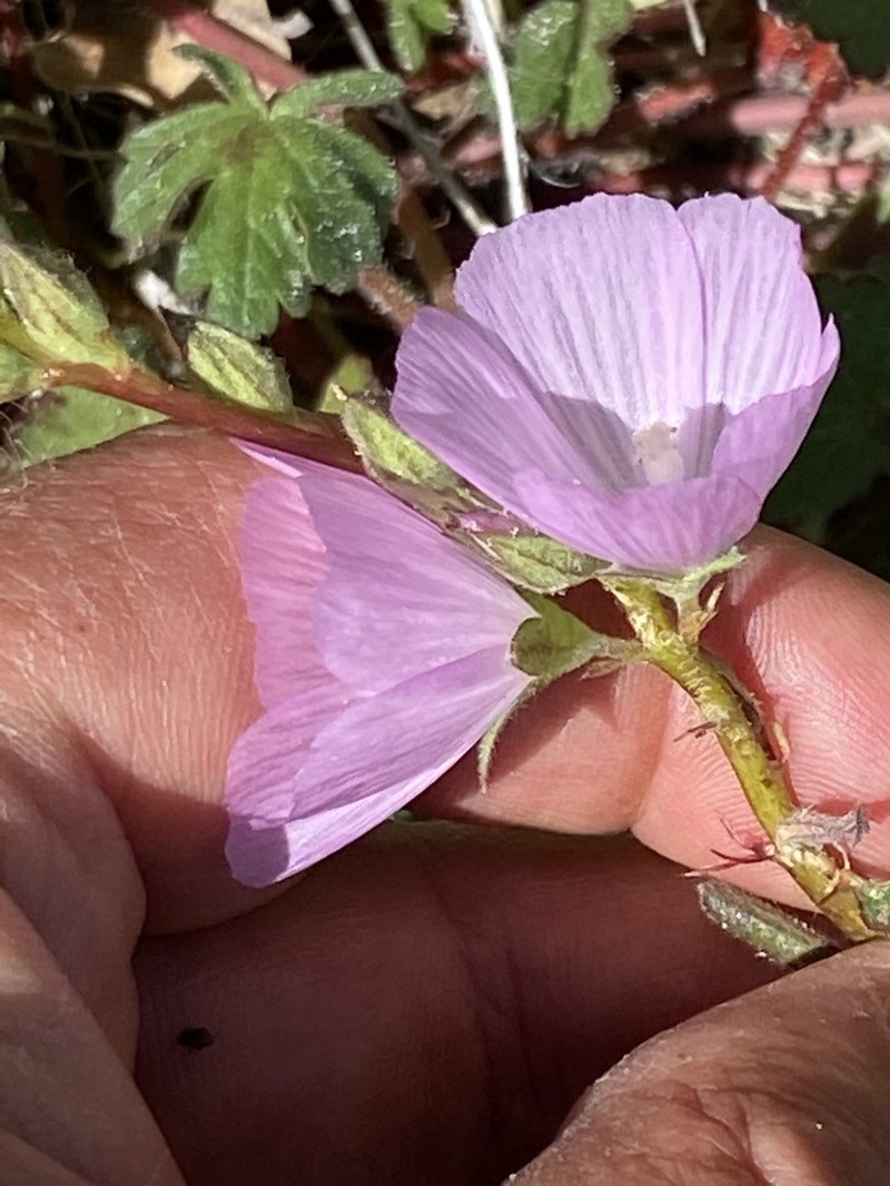 Dwarf Checkerbloom photo 8